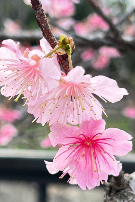Cherry blossoms blooming in Yogi Park, Naha, Okinawa