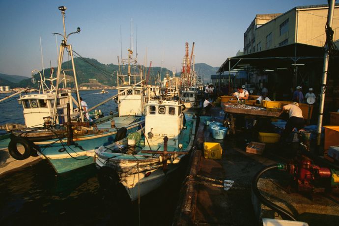 Moored Fishing Boats, Uwajima Harbour