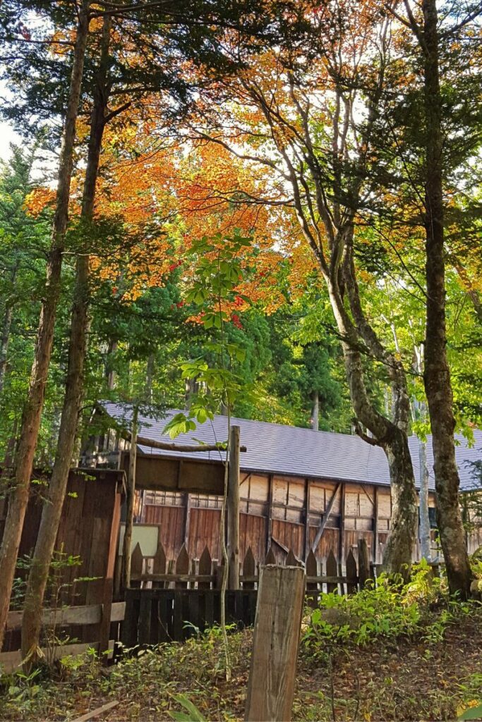 A rustic wooden building is nestled among trees at Children's Ninja Village, with the foliage displaying vibrant autumn colors. The scene captures the beauty of fall with orange and red leaves contrasting against the green forest, creating a picturesque and serene setting.