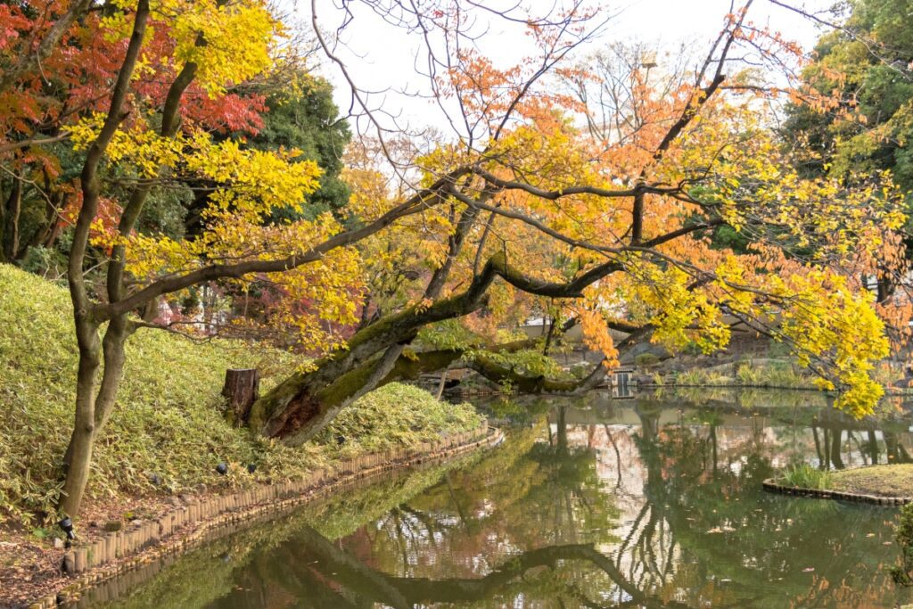 A serene scene at Higo-Hosokawa Garden featuring a tree with branches arching over a reflective pond. The leaves display vibrant autumn colors of yellow and orange, while the surrounding foliage adds depth to the tranquil atmosphere.