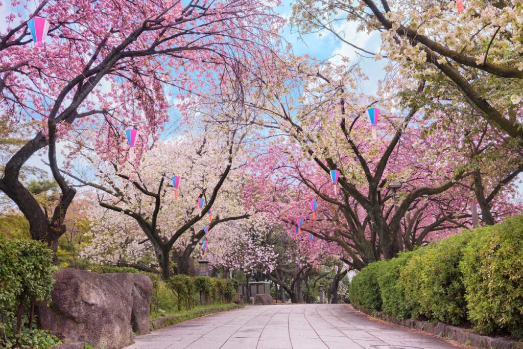 Pathway lined with cherry blossom trees in full bloom at Asukayama Park, adorned with colorful lanterns hanging from the branches, with lush green hedges and large rocks bordering the walkway.