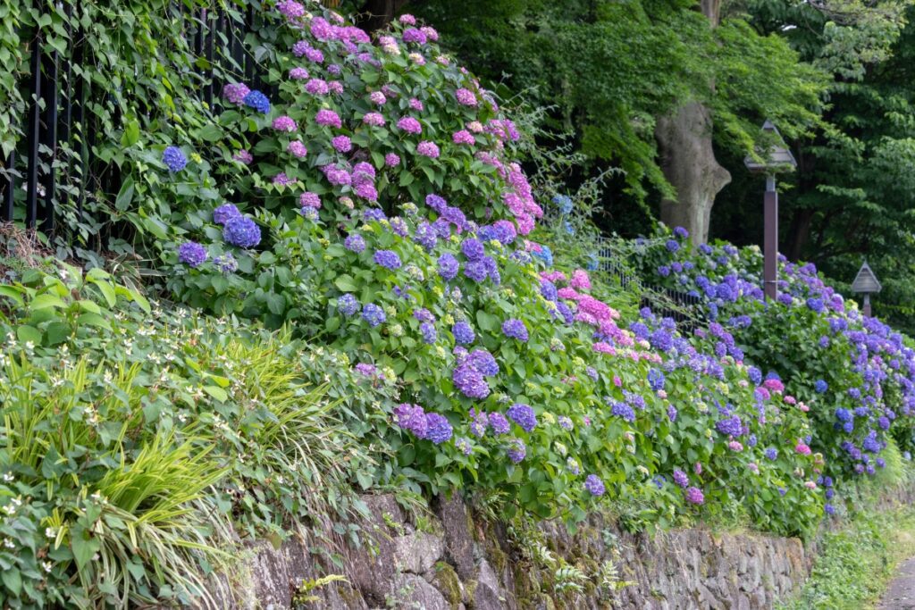 A vibrant display of purple and pink hydrangeas in full bloom, cascading over a stone wall at Asukayama Park, with lush green foliage and trees in the background.