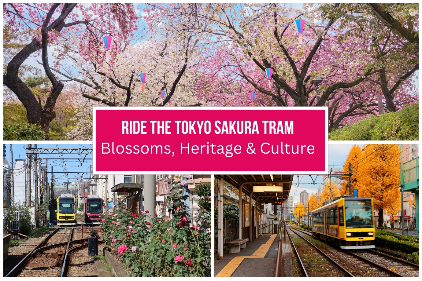 Tokyo Sakura Tram - Featured