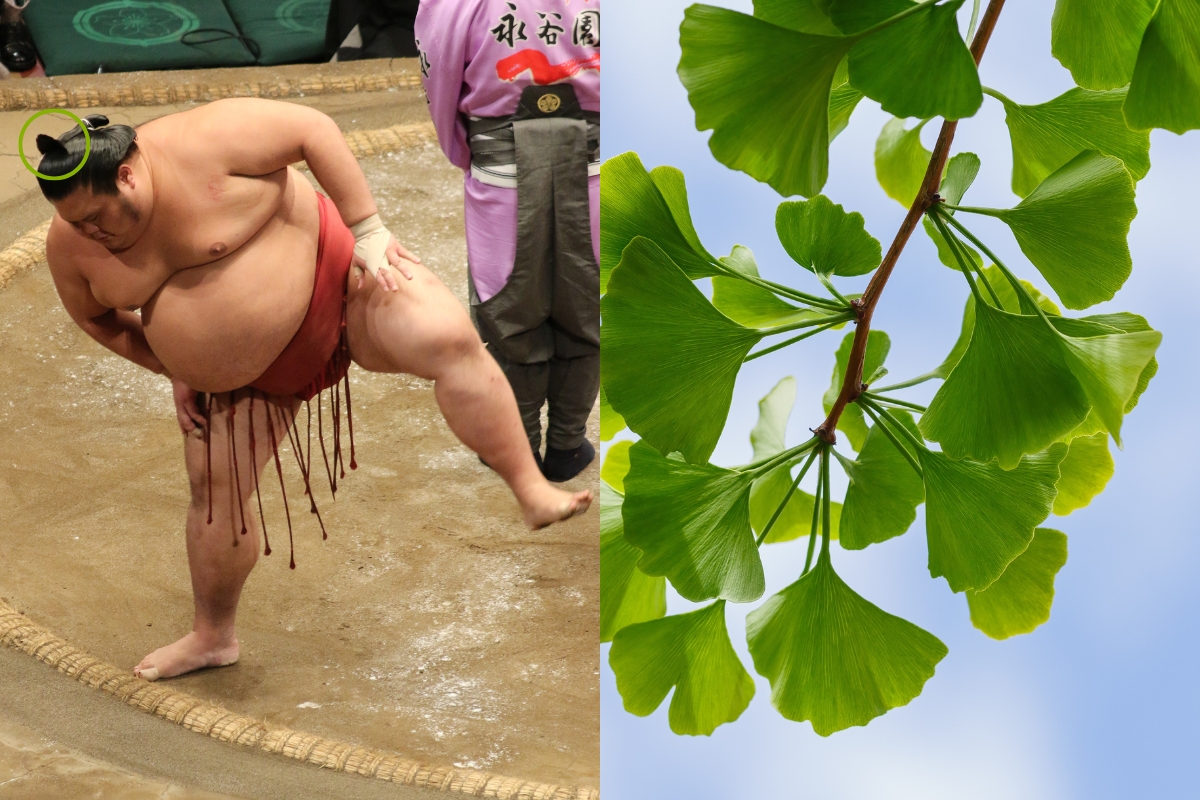 Sumo Fans What Do Sumo Wrestlers Wear: From Tournaments to Training