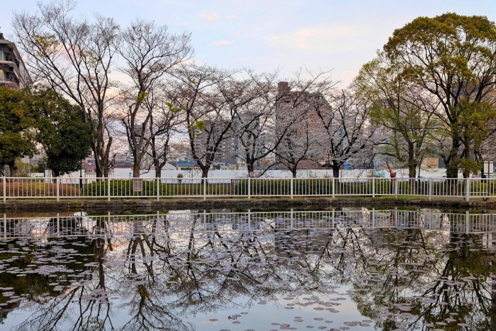 A tranquil pond at Sarue Park reflects a row of cherry blossom trees and bare branches, with a white fence and city buildings visible in the background during early spring.