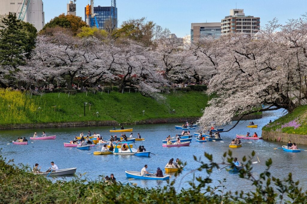 People enjoy boating on a crowded moat at Chidorigafuchi during peak cherry blossom season, with colourful rowboats and paddle boats drifting beneath the canopy of blooming sakura trees, while modern city buildings rise in the background.