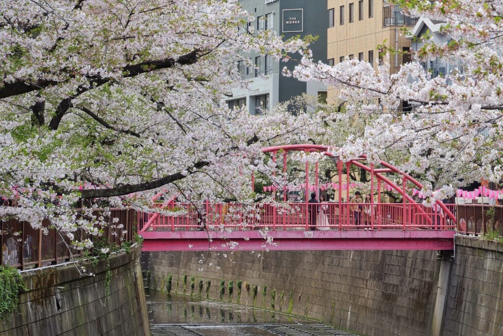 A vivid pink pedestrian bridge spans the Meguro River in Nakameguro, framed by full-bloom cherry blossoms and lined with visitors enjoying the hanami season.