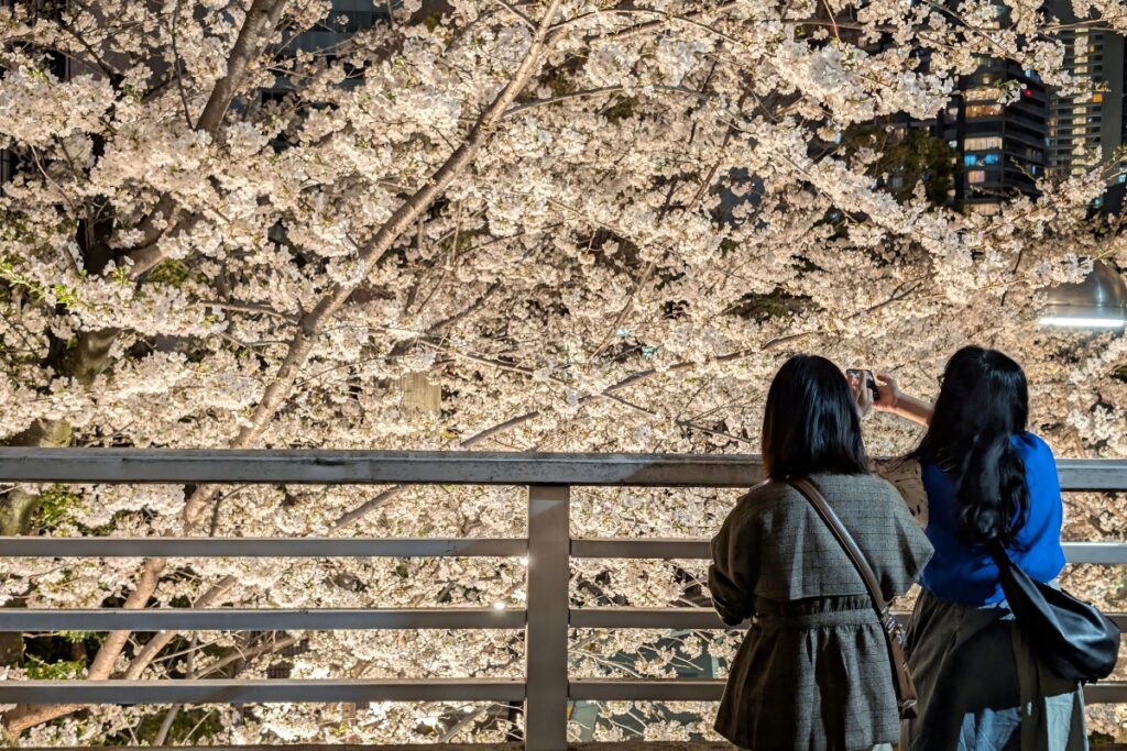 Two women stand on a bridge at night, admiring and photographing a wall of glowing cherry blossoms illuminated by soft lights, with tall apartment buildings faintly visible in the background.