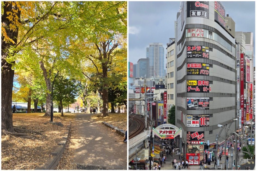 Ueno Park tree-lined path with autumn foliage and fallen leaves, alongside an elevated view looking down on Ameyoko market entrance with Yodobashi Camera building and train tracks below.